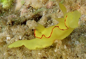 Photo: O. Lederman; Eilat, May 2005; see note in Sea Slug Forum